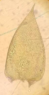 Herzogiella striatella image