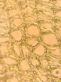 Plagiomnium ciliare image