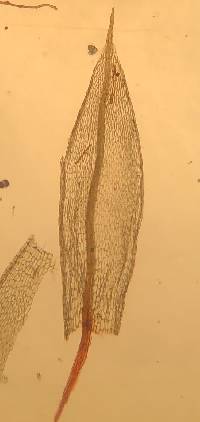 Ptychostomum pallescens image