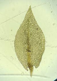 Tetraphis pellucida image
