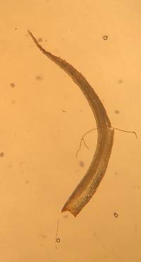 Plagiopus oederianus image