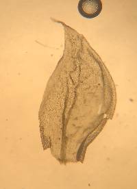 Rhytidium rugosum image