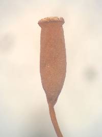 Pogonatum pensilvanicum image