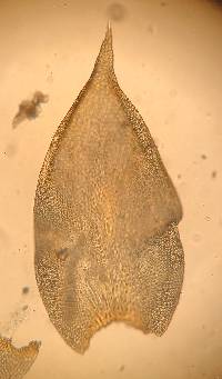 Pterogoniadelphus julaceus image