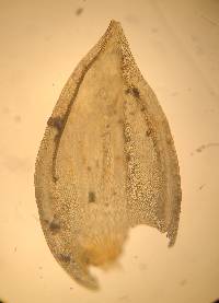 Pterogoniadelphus julaceus image