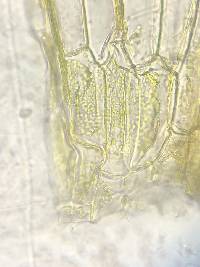 Splachnum ampullaceum image