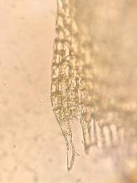 Entodon cladorrhizans image