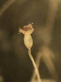 Fissidens bryoides image