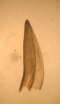 Codriophorus acicularis image