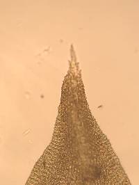 Hedwigia ciliata image