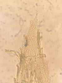 Ctenidium malacodes image