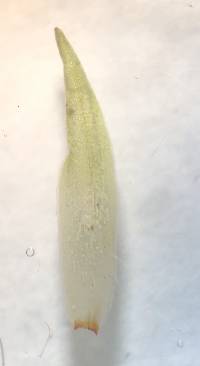 Leucobryum glaucum image