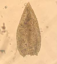Leskea australis image