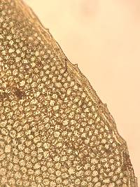 Plagiomnium rostratum image