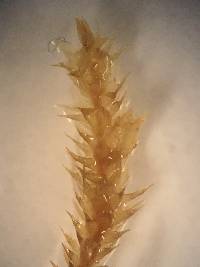 Cryphaea glomerata image