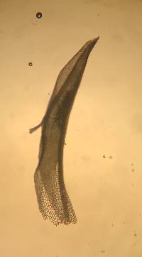 Syrrhopodon parasiticus image