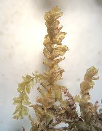Rhynchostegium aquaticum image