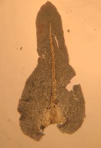 Anomodontopsis rugelii image
