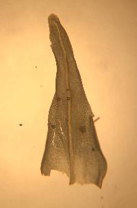 Anomodon viticulosus image