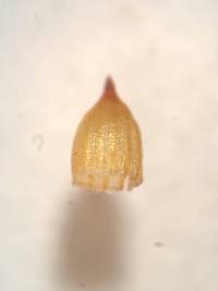 Drummondia prorepens image