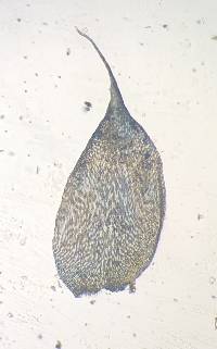 Taxiphyllum deplanatum image