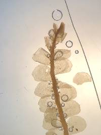 Plagiochila porelloides image