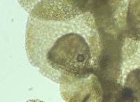 Frullania inflata image