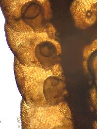 Frullania asagrayana image