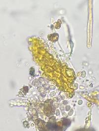 Hyophila involuta image