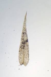 Leptodictyum riparium image