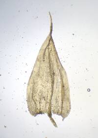 Brachythecium falcatum image