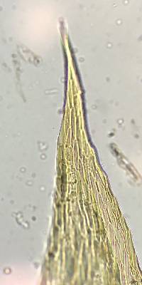 Sematophyllum adnatum image