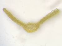 Streblotrichum convolutum image