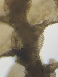 Cheilolejeunea clypeata image