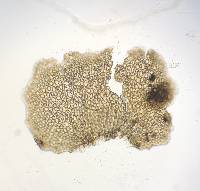 Bazzania trilobata image