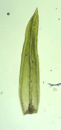 Orthotrichum stellatum image