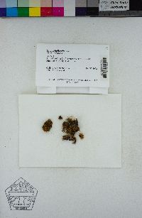 Plenogemma phyllantha image