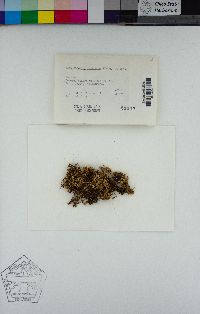 Homalothecium nevadense image