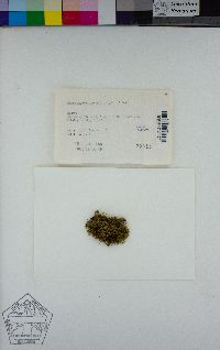 Brachythecium asperrimum image