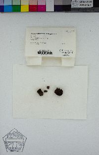 Grimmia montana image