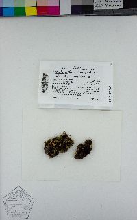 Asterella californica image