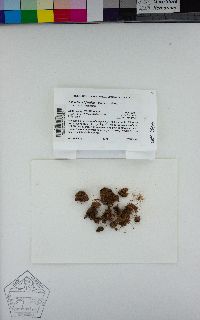 Asterella californica image