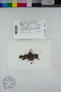 Syntrichia ruralis image