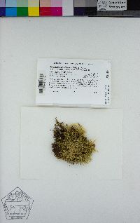 Brachythecium albicans image