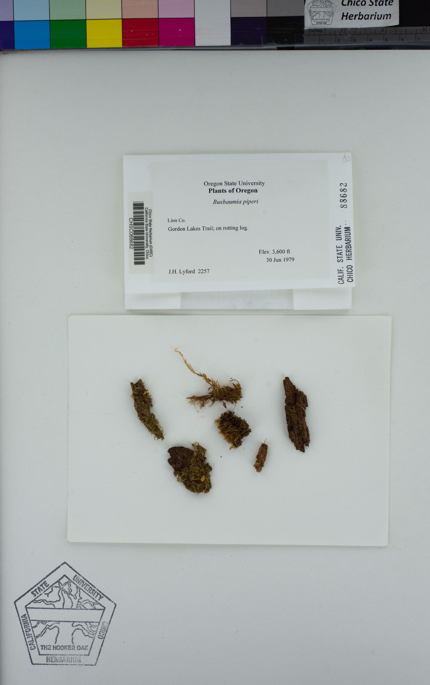 Buxbaumia piperi image