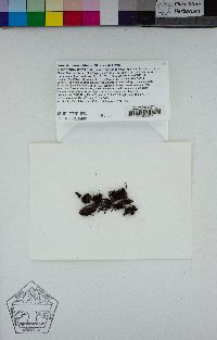 Grimmia serrana image