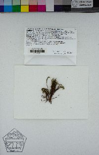 Grimmia ramondii image