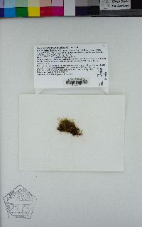 Isopterygiella pulchella image