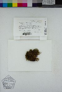 Bucklandiella occidentalis image