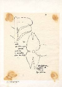 Odontoschisma denudatum image